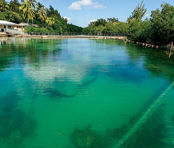 sharks at Coconut Island