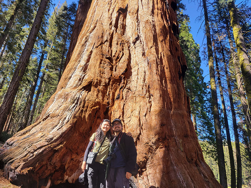 Paul and Jessie standing in front of a sequoia tree