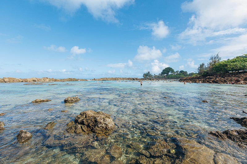 Shark's cove lagoons